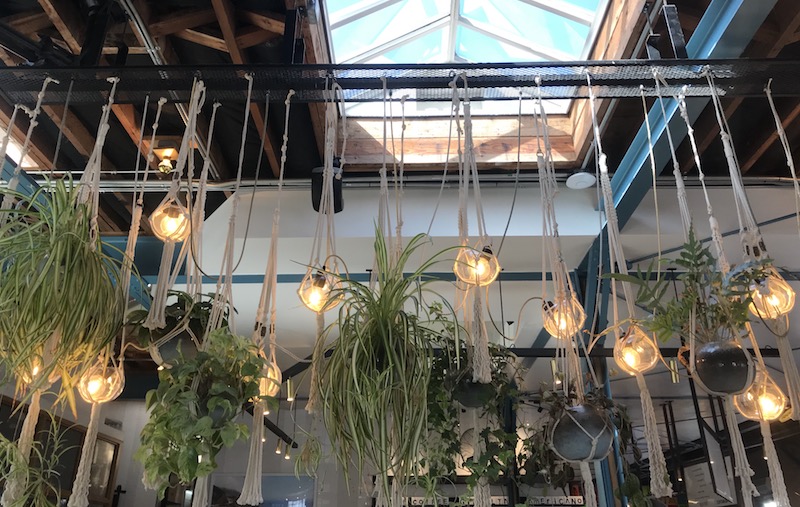 Hanging plants in Rose Café